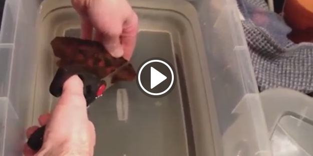 Köpekbalığı yumurtasını kesince bakın neler oluyor?