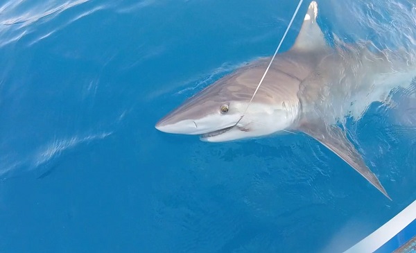 Köpekbalığını oltayla tuttu!