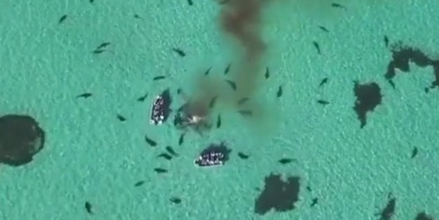 Köpek balıkları cesedin kokusu aldılar ve...