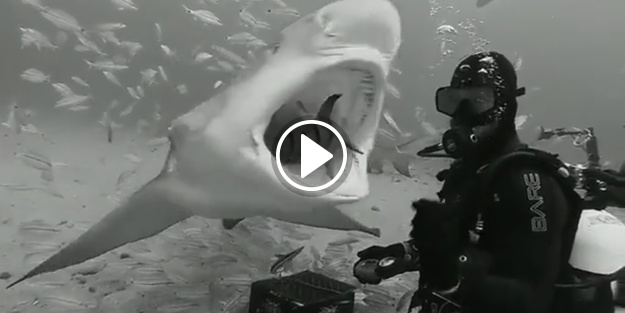 Ne cesaret ama! Köpekbalıklarını köpek gibi eğiten adam