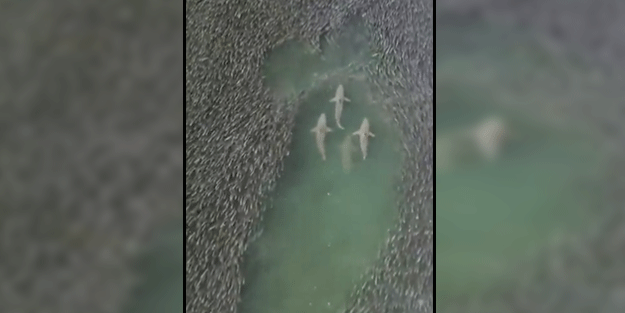 Köpekbalıklarının, balık sürüsü arasındaki müthiş görüntüsü!