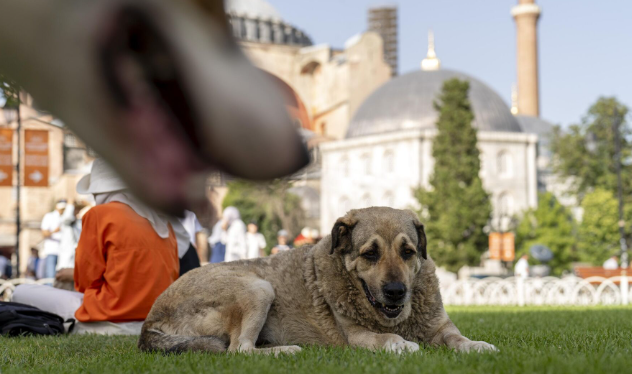 Köpekçi bir kadından camiye ağır hakaret! İyice kafayı üşüttüler! "Sen ‘What the f*ck’ bir camisin yani"