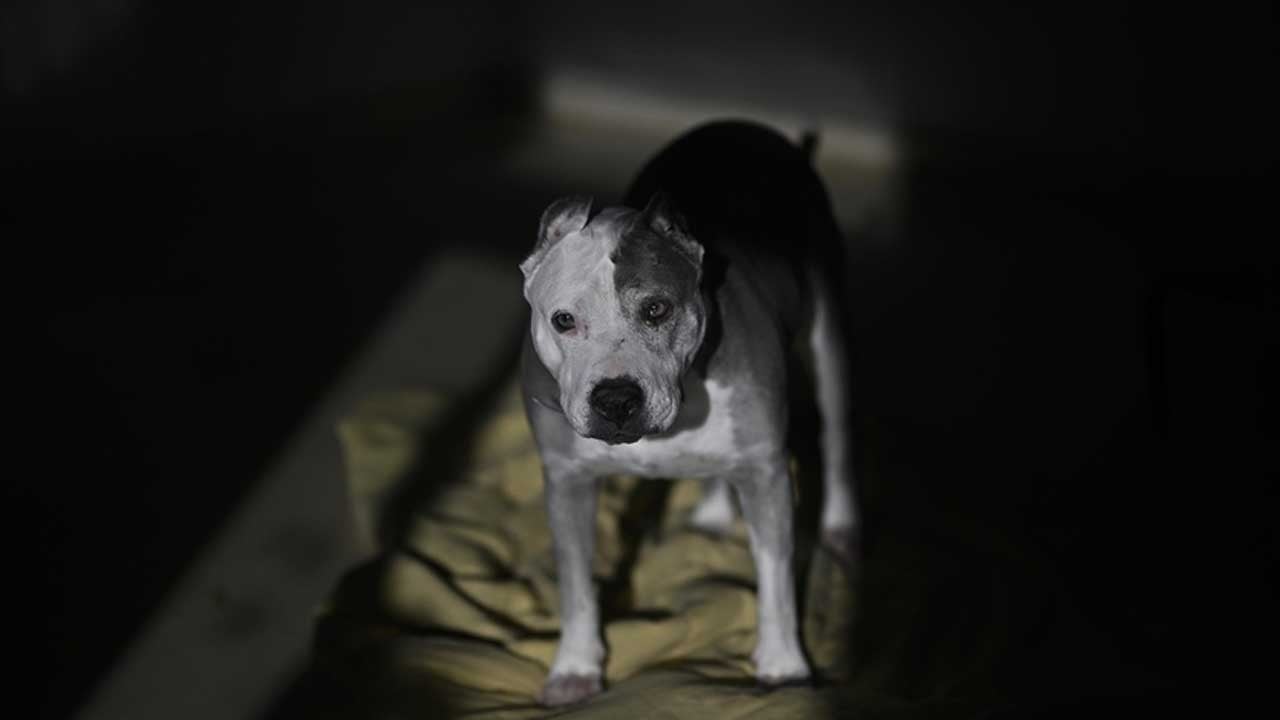Köpekçilere nihayet hak ettikleri cezalar uygulanmaya başlandı