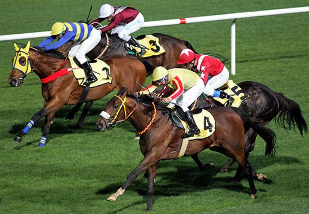  Köpekle kazandılar at ile kaybettiler! Hayvanseverlerden toplanan paralar at yarışına verilmiş