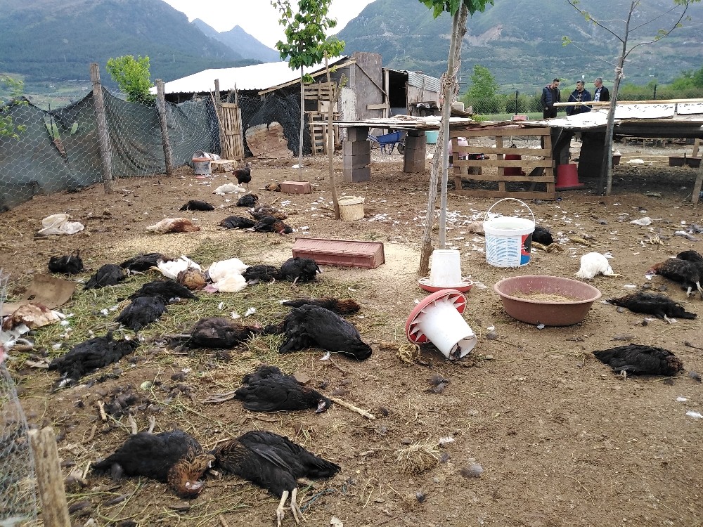Köpekler, 120 tavuğu telef etti 