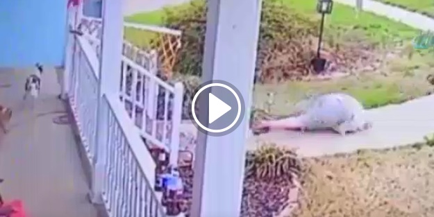 Köpekler aceleci davranınca...