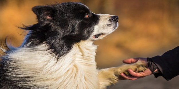 Köpekler artık oyuncak mı? İnsanlaştırılan hayvanlar ve yabancılaşma
