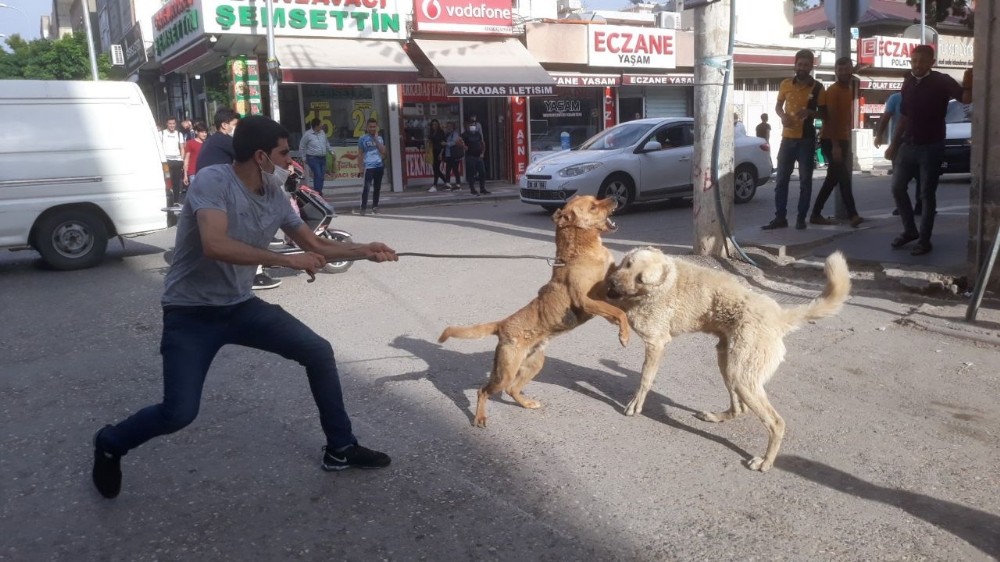 Köpekler birbirine zarar vermesin diye kendini tehlikeye attı 