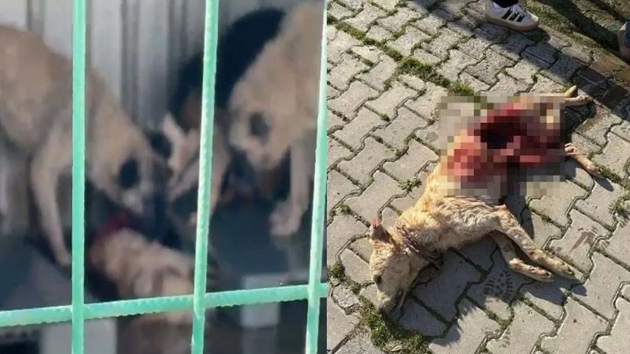 Köpekler birbirini yemişti! CHP’li belediyenin barınağında kan donduran mama skandalı!