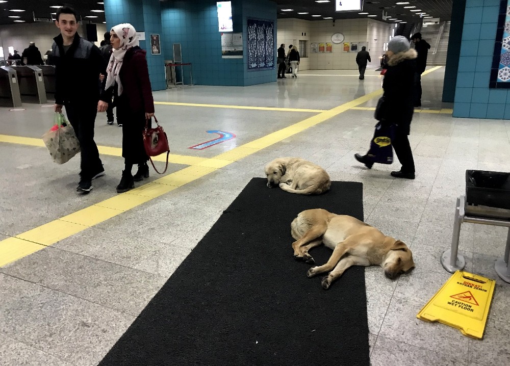 Köpekler ısınmak için Marmaray’a sığındı 