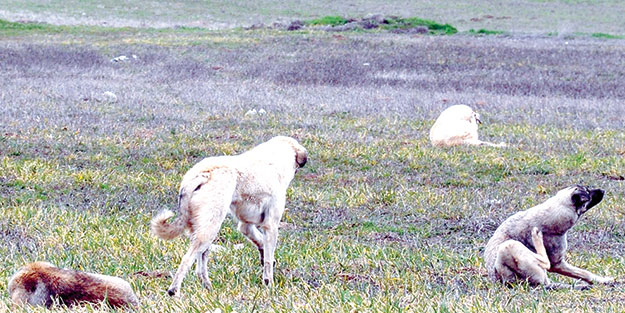 Köpekler kadını parçaladı