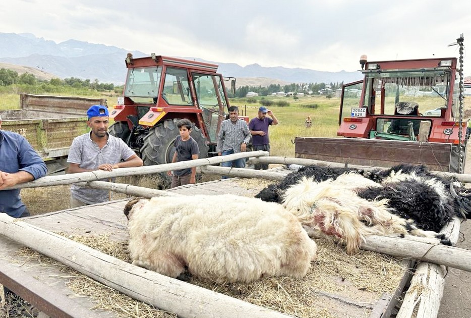 Köpekler koyun sürüsüne saldırdı