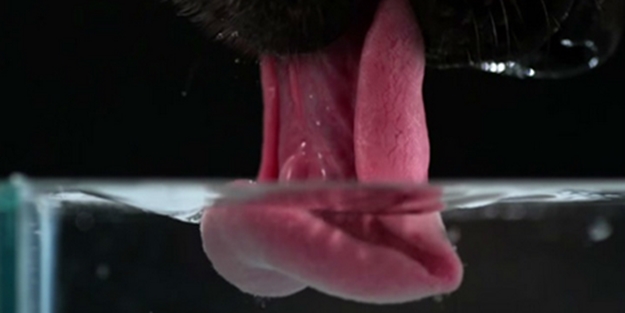 Köpekler nasıl su içer?