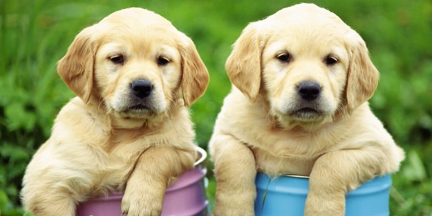 Köpekler yaşlanır mı? - FOTO