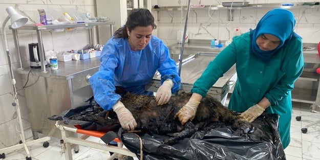 Köpekler zifte yapıştı! Ekipler harekete geçti