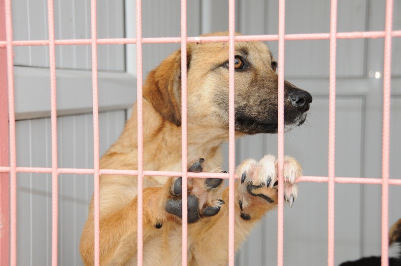 Köpeklerde gençlik hastalığına dikkat 