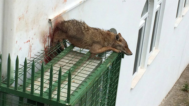 Köpeklerden kaçan çakal cami klimasına sıkıştı