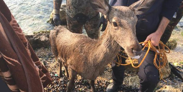Köpeklerden kaçıp denize atlayan geyiği itfaiye kurtardı