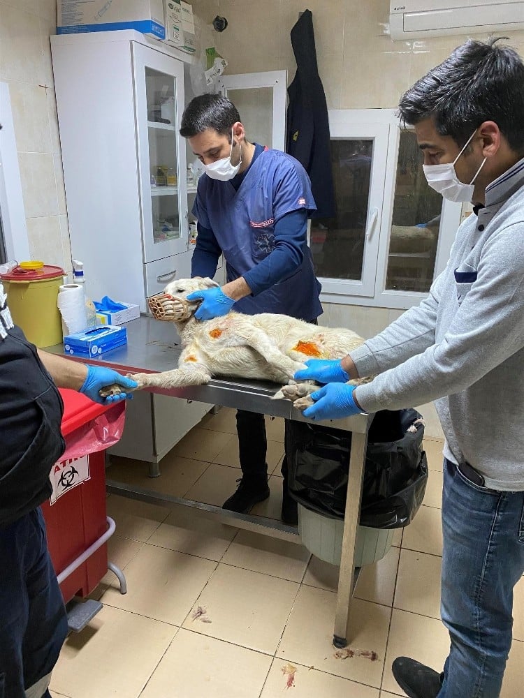 Köpeklere eziyet eden şahıs yakalandı, hayvanlar korumaya alındı 