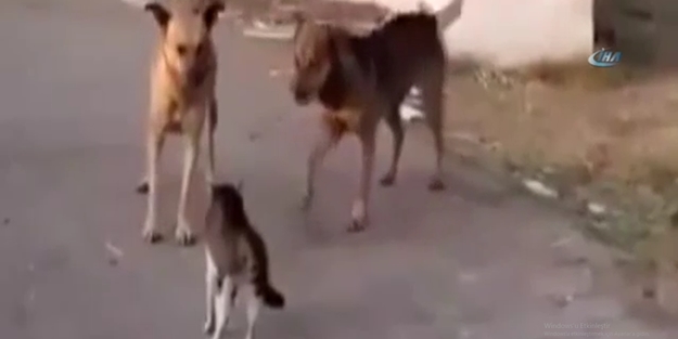 Köpeklere kafa tutan cesur kedi- VİDEO