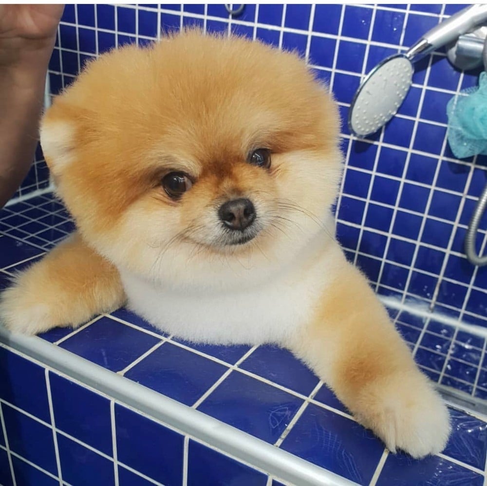 Köpeklere özel güzellik merkezleri ilgi görüyor 