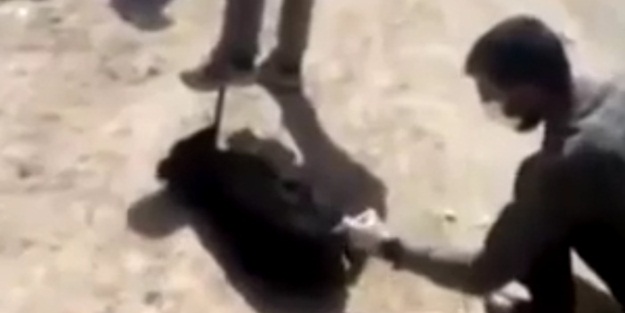 Köpekleri asit enjekte edip böyle öldürdüler