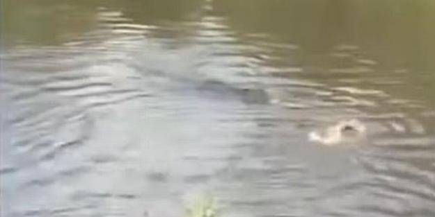 Köpekleri canlı canlı timsahlara yem olarak attılar