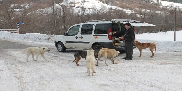 Köpekleri doyurmak için her gün 50 kilometre yol gidiyor