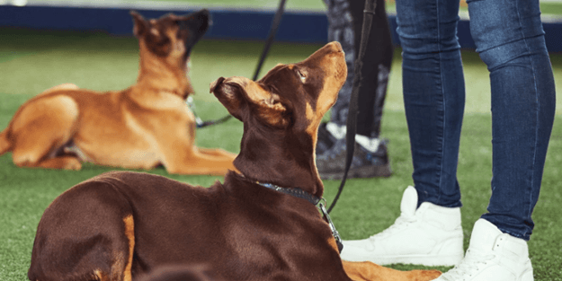 Köpekleri için kavga eden kadınlar birbirini ısırdı!