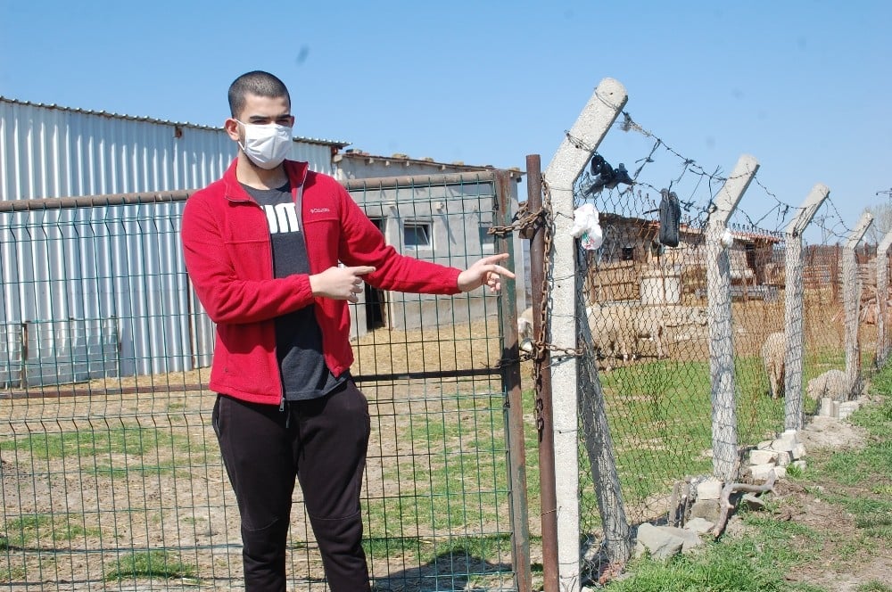 Köpekleri kemikle besleyip, 20 koyunu çaldılar 