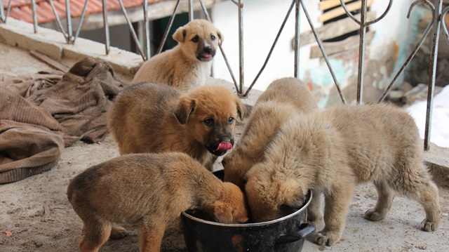 Köpekleri sahiplendi, evi yenilendi