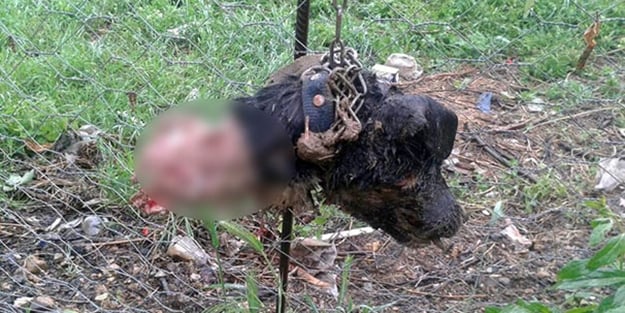 Köpekleri yiyen canavara tek başına savaş açtı
