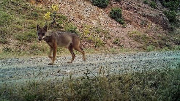 Köpekleri yiyen esrarengiz hayvan foto kapana böyle yakalandı