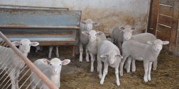 Köpekleri zehirleyip, ahırdan 40 koyun çaldılar