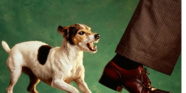 Köpeklerin aşısını mutlaka yaptırın!