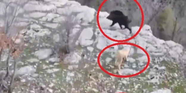 Köpeklerin domuz kovalamacası dron kamerasına yansıdı