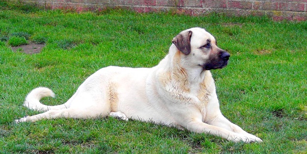 Köpeklerin o özelliği keşfedildi