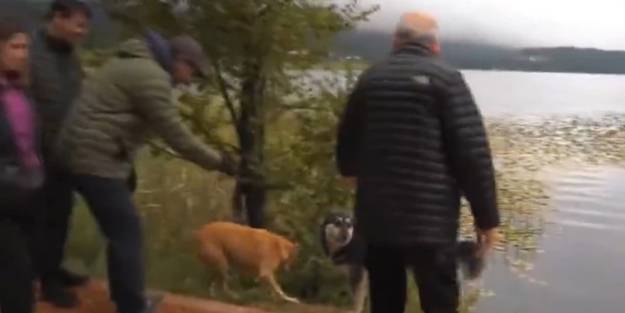 Ne yapacaklarını şaşırdılar! Köpeklerin Kılıçdaroğlu'na verdiği tepki güldürdü