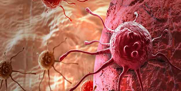 Köpekler koklayarak kanseri tespit etti!