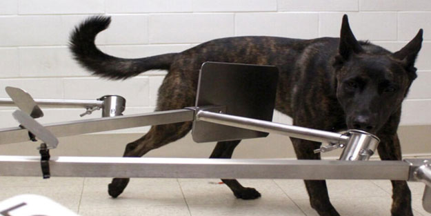 Köpeklerin koronavirüsü tespit edip edemeyeceği araştırılacak