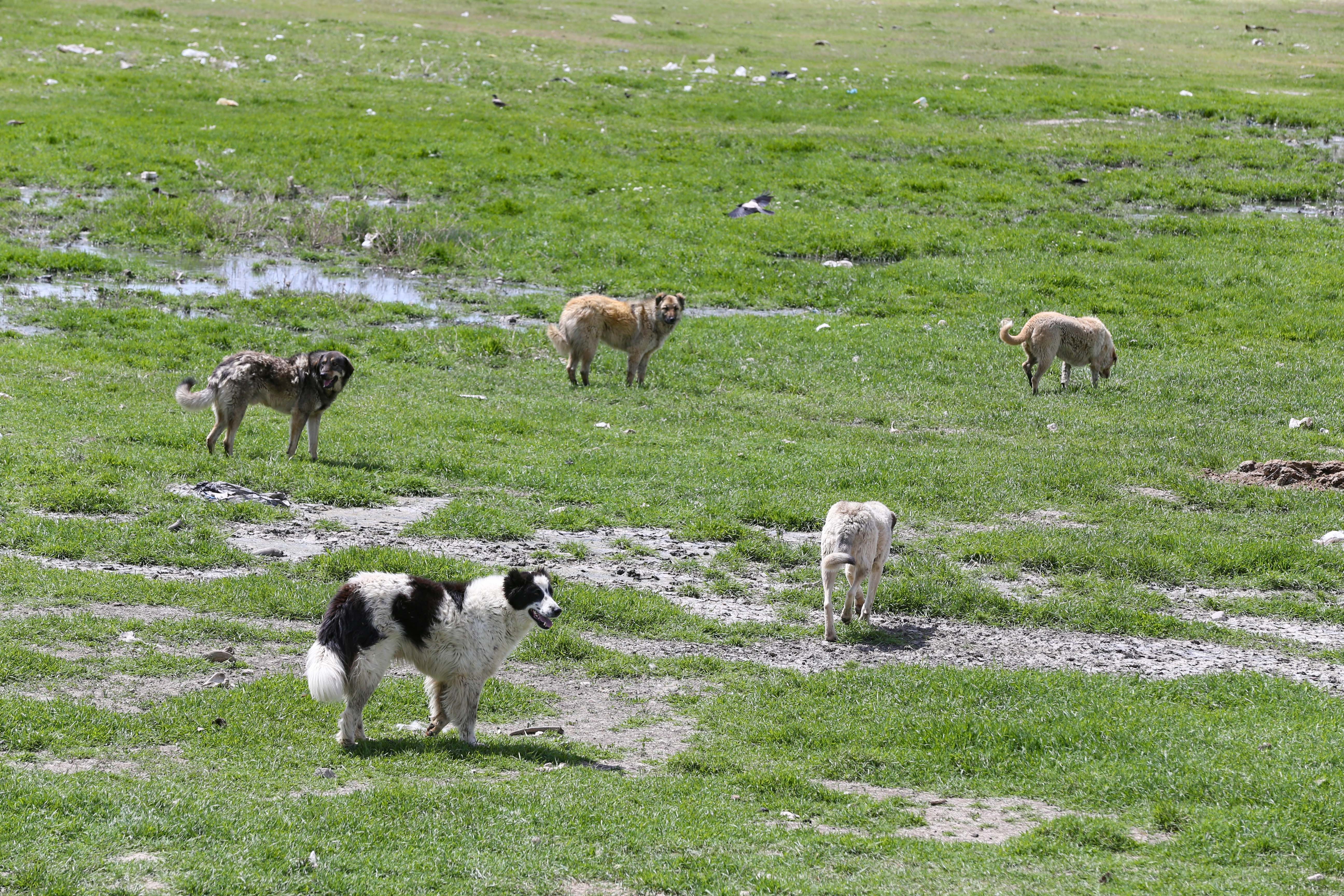 Köpeklerin öldürdüğü çocuğun ailesi düzenleme istedi