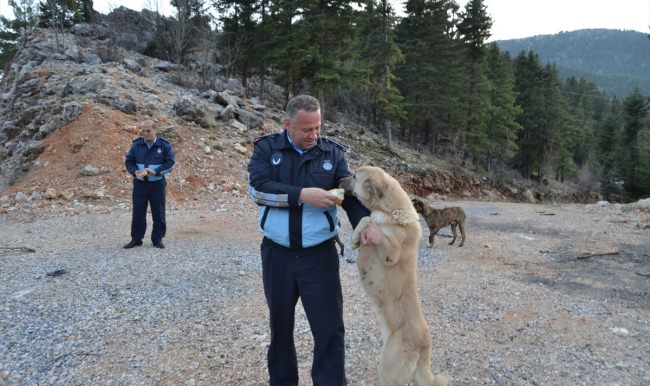 Köpeklerin ormana bırakıldığı iddiası