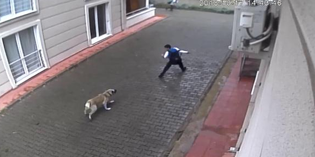 Köpeklerin saldırdığı çocuğun babası: Davacı olacağım