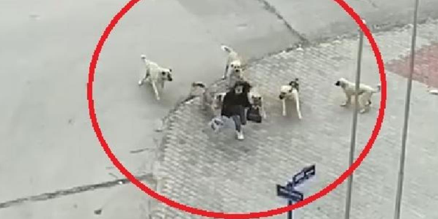Köpeklerin saldırdığı liseliyi güvenlik görevlisi son anda kurtardı!