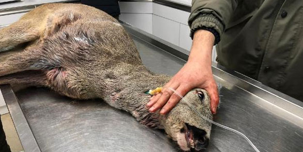 Köpeklerin saldırdığı yaralı karaca tedavi edildi