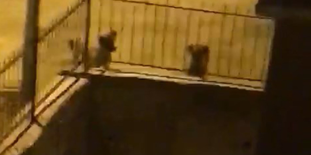 Köpeklerin saldırısına uğrayan dağ keçisi binanın bahçesine sığındı!