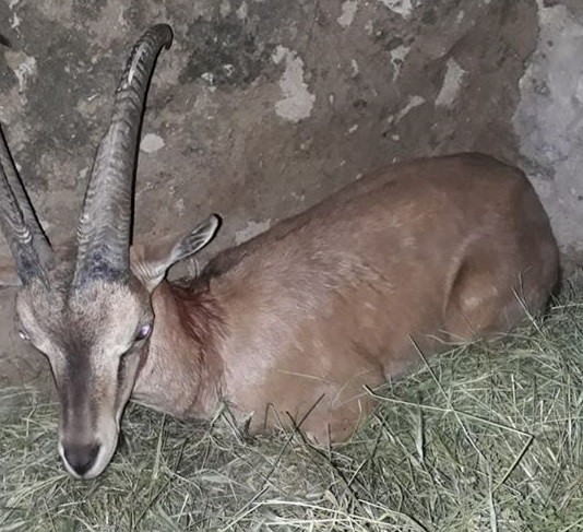 Köpeklerin saldırısına uğrayan yaban keçisi tedavi altına alındı 