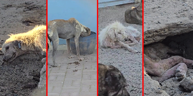 Köpeklerin uyutulmasına karşılar ama can çekişe çekişe ölmesine razılar