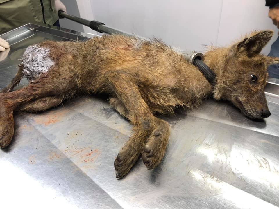 Köpeklerin yaraladığı yavru çakal tedavisinin ardından yeniden doğaya salındı 