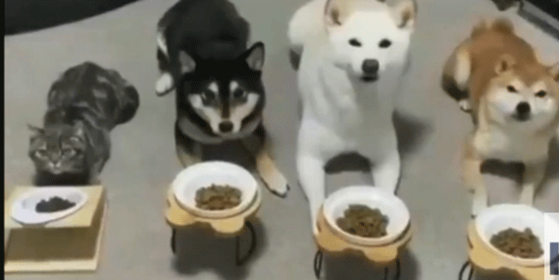 Köpeklerin yemek eğitimine katılan kedi kahkahaya boğdu